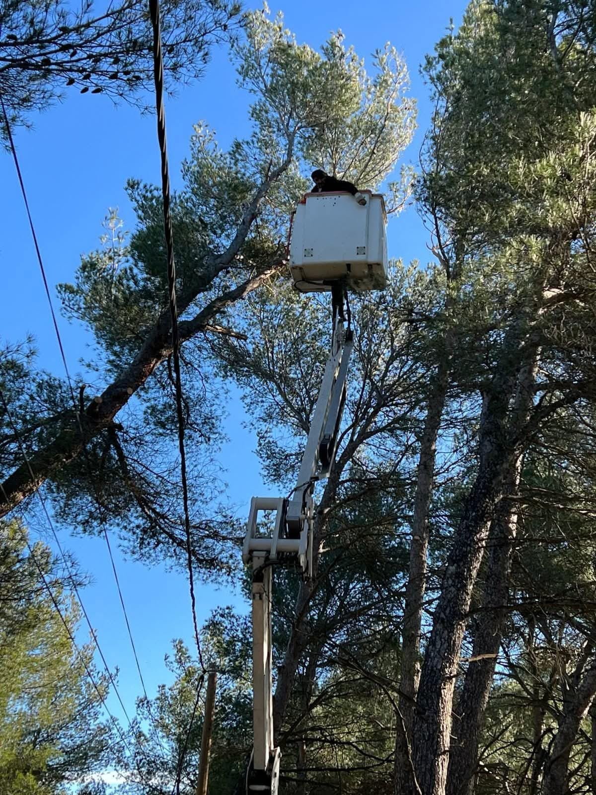 Élagage de grands pins depuis une nacelle télescopique – travaux en hauteur